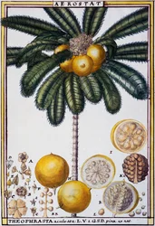 Aerostat (Theophrasta aculeata), aquarel door Delahaye, uit Florindie ou Histoire physico-economique des vegetaux de la Torride