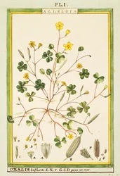 Bermuda boterbloem (Oxalis biflora of pes-caprae), aquarel door Delahaye