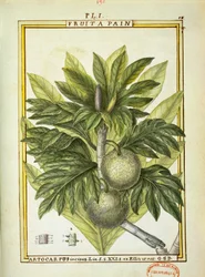 Broodvrucht (Artocarpus altilis), aquarel door Delahaye