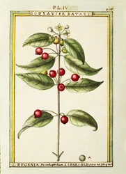 Brush Cherry (Eugenia pseudo-pridium), aquarel door Delahaye