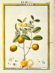 Chrysomelis Armadilla, aquarel door Delahaye