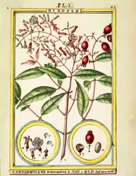 Kruidnagel (Caryophyllus Aromaticus), aquarel door Delahaye