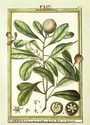 Cryptocarya Aromatica, aquarel door Delahaye