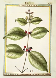 Eugenia Carthaginensis, aquarel door Delahaye