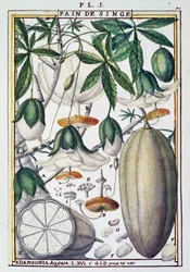 Vruchten en bloemen van baobabboom (Adansonia digitata) door Delahaye, uit Florindie ou Historie physico-economique des Vegetaux de la Torride