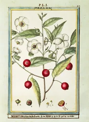 Jamaicaanse kers (Muntingia calabura), aquarel door Delahaye