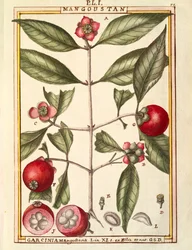 Mangosteen (Garcinia mangostana), aquarel door Delahaye