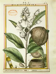 Apenpotnoot (lecythis minor), aquarel door Delahaye