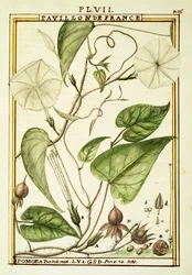 Maanbloem of Maanklimop (Ipomoea Alba), aquarel door Delahaye