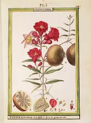 Granaatappel (Punica granatum), aquarel door Delahaye