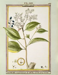 Echte Kaneel (Cinnamomum Verum), aquarel door Delahaye