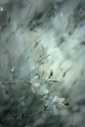 Dromerig bloemenbokeh