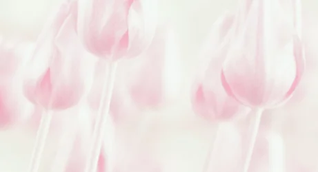 Dromerige pasteltulpen