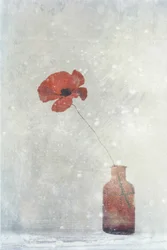 Dromerige rode papaver