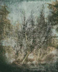 Etherisch boslandschap