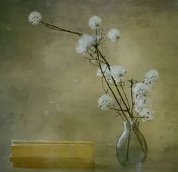 Rustige, pluizige bloemen