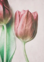 Tulpen in zachte roze tinten