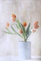 Zachtoranje tulpen