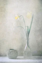 Lente-narcisvlinder
