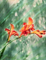 Levendige oranje bloemen in de tuin