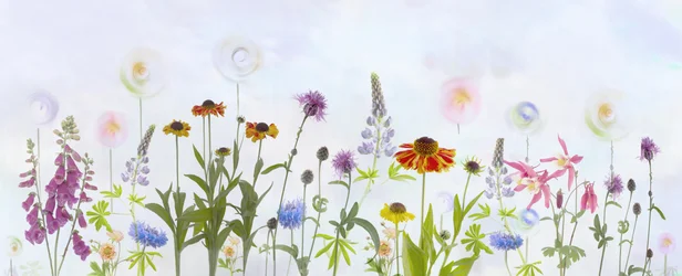 Een dromerige, kleurrijke tuin