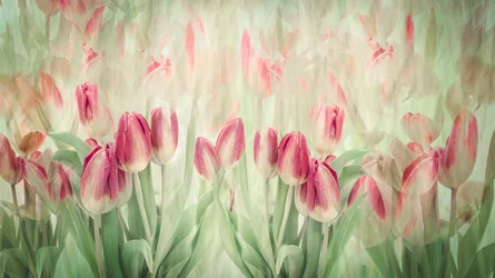 Dromerige roze tulpen