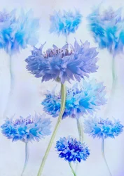 Etherische blauwe korenbloemen