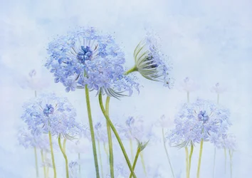 Etherische blauwe bloemen