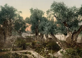 Tuin van Gethsemane, Jeruzalem, Heilig Land, c.1890-c.1900