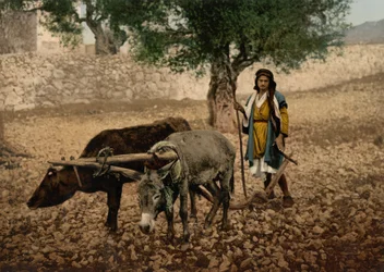 Inwoner van Palestina werkend met een os en een ezel, Heilig Land, c.1890-c.1900