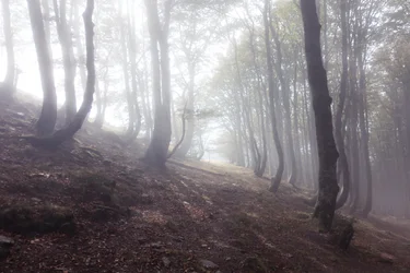 Camino a Roncesvalles, 2016 (digitale foto)
