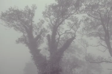 Boom met jas en mist, 2016 (digitale foto)
