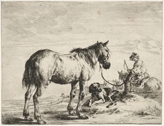 Paard vastgebonden aan een paal