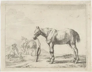Aan een paal gebonden paard naar links
