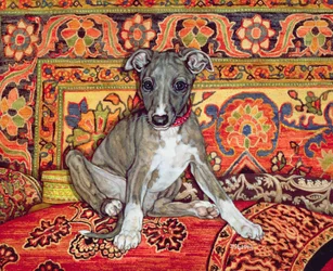 Mijn Whippet Baby