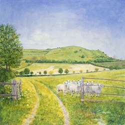 Wessex Schapen