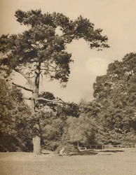 In Hadley Woods, overblijfsel van het oude koninklijke jachtbos van Enfield Chase, ca. 1935