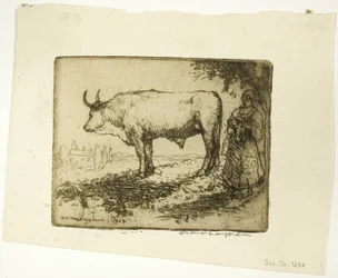 De witte os