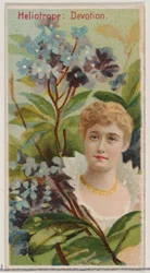 Heliotroop: Devotie, uit de serie Floral Beauties and Language of Flowers N75 voor Du..., 1892