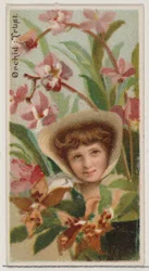 Orchidee: Vertrouwen, uit de serie Floral Beauties and Language of Flowers N75 voor Duke merk