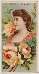 Theeroos: Jaloezie, uit de serie Bloemschoonheden en Taal van Bloemen N75 voor Duke, 1892