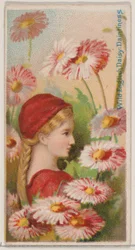 Wilde Engelse madelief: Sierlijkheid, uit de serie Floral Beauties and Language of Flowers, 1892