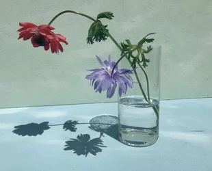 Levendige bloemenschaduwen