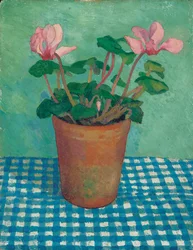 Cyclamen in een pot
