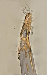 Gouden, golvende figuur
