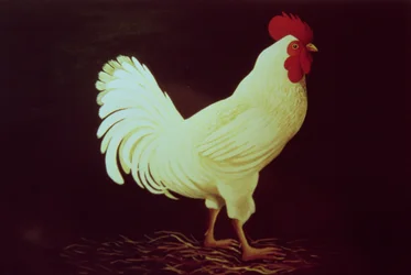 Haan