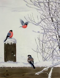Goudvinken op een besneeuwd hek