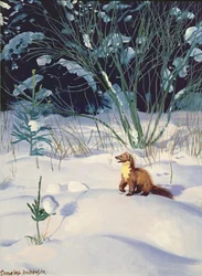 Dennenmarter in de sneeuw