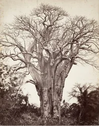Baobab op Mohéli, 1863