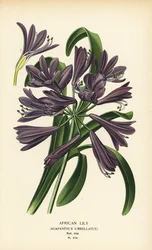 Afrikaanse lelie, Agapanthus africanus